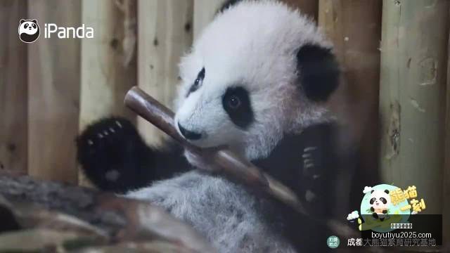 梅西社交媒,体引风波,葡萄牙媒体,博鱼体育官网,博鱼体育app下载